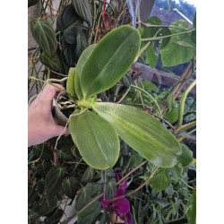 phalaenopsis orchid world