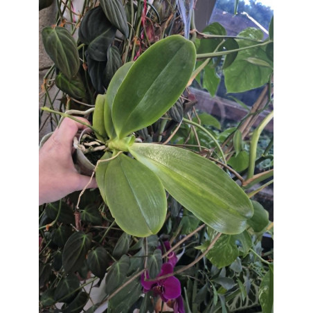 phalaenopsis orchid world