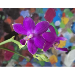 phalaenopsis sapphire's galah