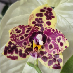 phalaenopsis yaphon black swan black anaconda