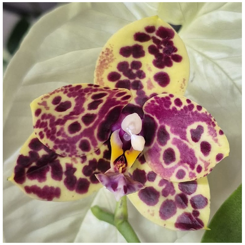phalaenopsis yaphon black swan black anaconda