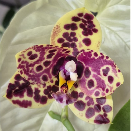 phalaenopsis yaphon black swan black anaconda