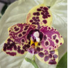 phalaenopsis yaphon black swan black anaconda