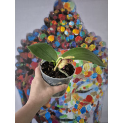 phalaenopsis yaphon black swan black anaconda