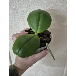phalaenopsis viridis