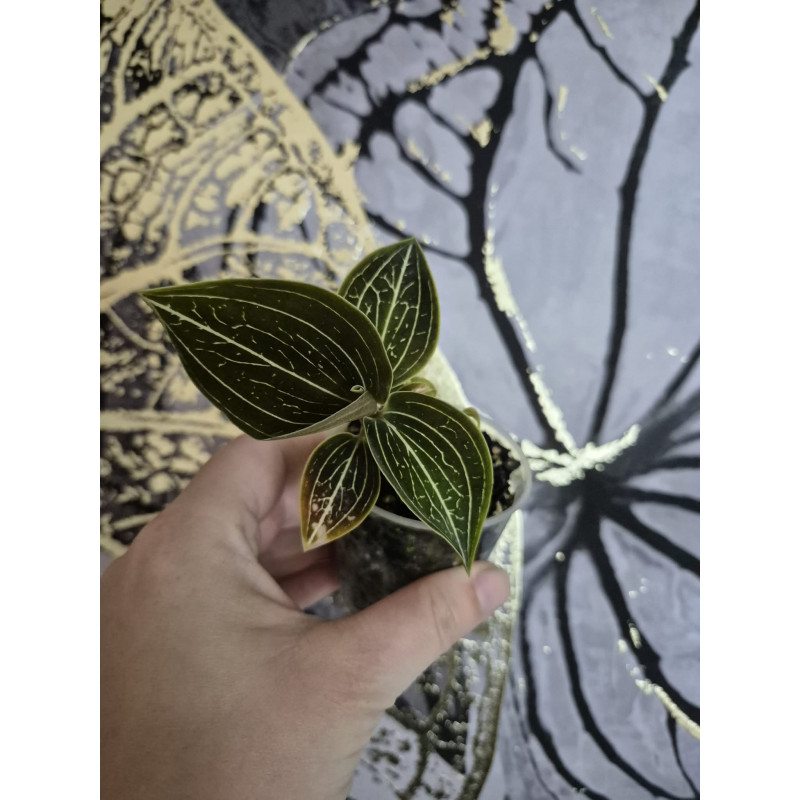 ludisia discolor Lemon - orchidée bijoux