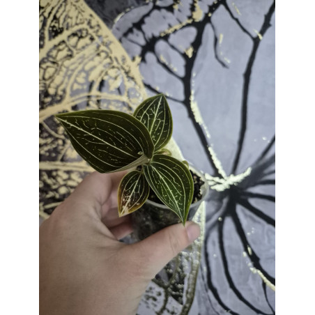 ludisia discolor Lemon - orchidée bijoux