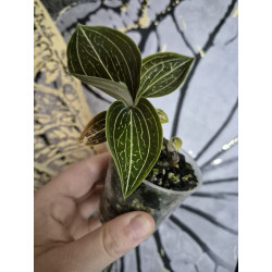 ludisia discolor Lemon - orchidée bijoux