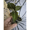 ludisia discolor Lemon - orchidée bijoux
