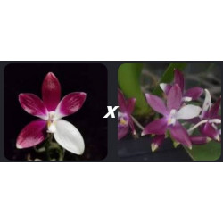 phalaenopsis tetraspis imperatrix purple x red