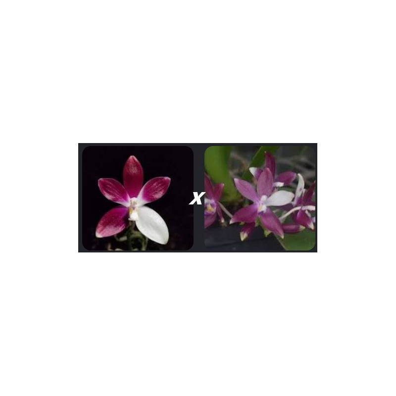 phalaenopsis tetraspis imperatrix purple x red