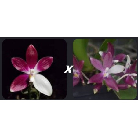 phalaenopsis tetraspis imperatrix purple x red