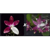 phalaenopsis tetraspis imperatrix purple x red