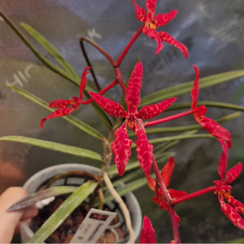 renanthera monachica