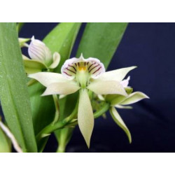 encyclia fragrans
