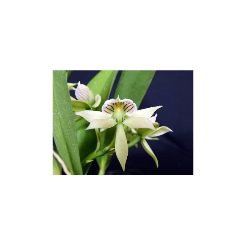 encyclia fragrans