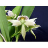 encyclia fragrans