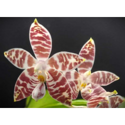 phalaenopsis amboinensis