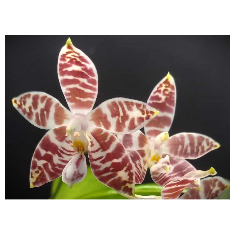 phalaenopsis amboinensis