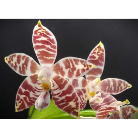 phalaenopsis amboinensis
