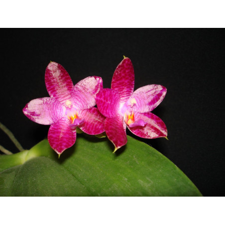 phalaenopsis gigantea X violacea - Mok Choi Yew