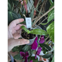 Phalaenopsis deliciosa