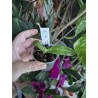 Phalaenopsis deliciosa