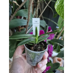 renanthera monachica