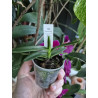 renanthera monachica
