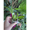 encyclia fragrans