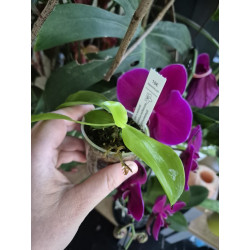 phalaenopsis tetraspis imperatrix purple x red