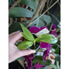 phalaenopsis amboinensis nicole am aos x self