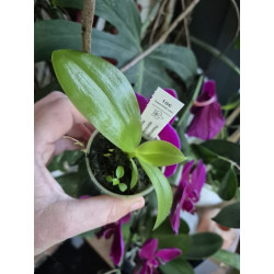 Phalaenopsis violacea blue malaisia