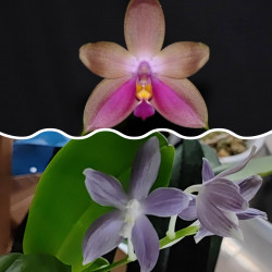 Phalaenopsis Phoenix girl x...