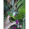 phalaenopsis amboinensis