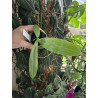 phalaenopsis gigantea X violacea - Mok Choi Yew
