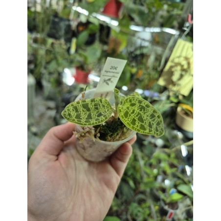 macodes petola - orchidée bijoux