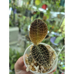 anoectochilus tridentatus - jewel orchid