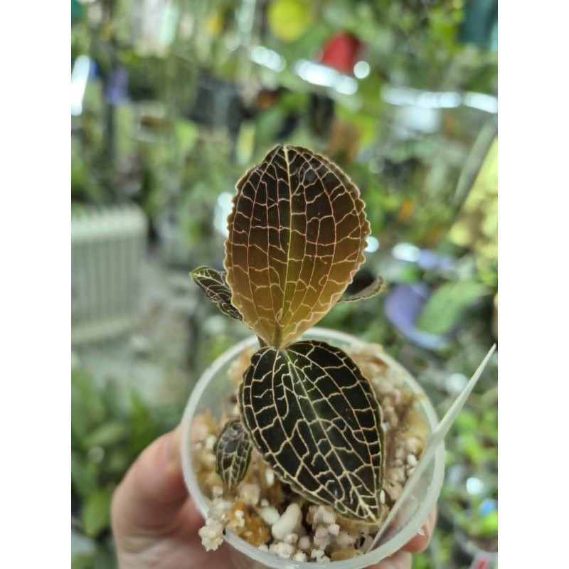 anoectochilus tridentatus - orchidée bijoux