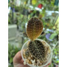 anoectochilus tridentatus - orchidée bijoux