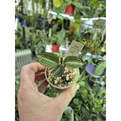 anoectochilus siamensis - jewel orchid