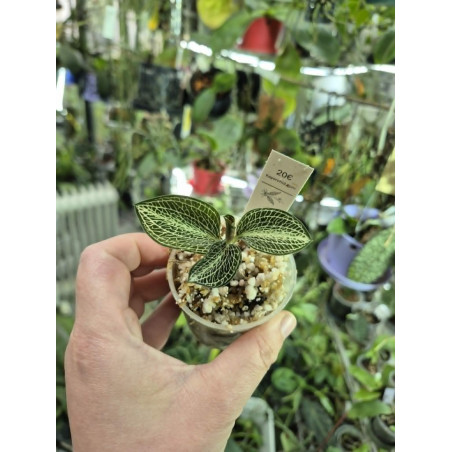 anoectochilus siamensis - orchidée bijoux