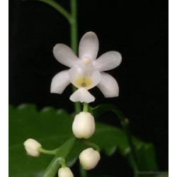 Phalaenopsis deliciosa alba