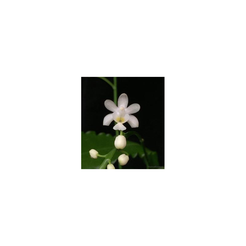 Phalaenopsis deliciosa alba