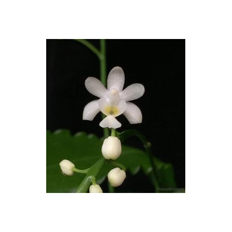 Phalaenopsis deliciosa alba