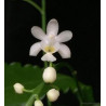 Phalaenopsis deliciosa alba