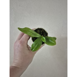 Phalaenopsis deliciosa alba