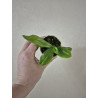 Phalaenopsis deliciosa alba