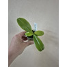 phalaenopsis corningiana