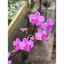 phalaenopsis marmorata dark pink
